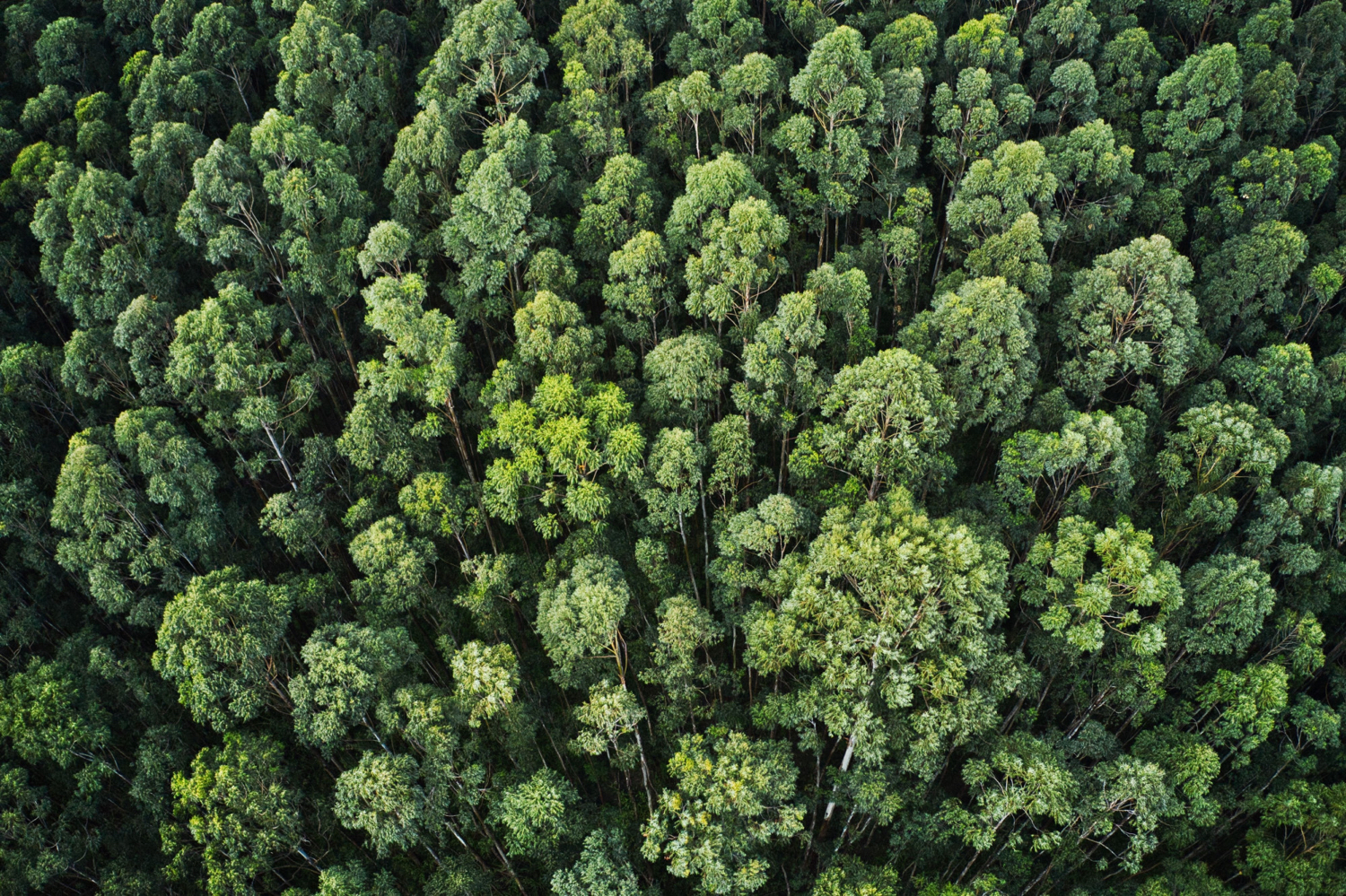 https://cornet-communication.com/wp-content/uploads/2023/11/overhead-aerial-shot-thick-forest-with-beautiful-trees-greenery.jpg